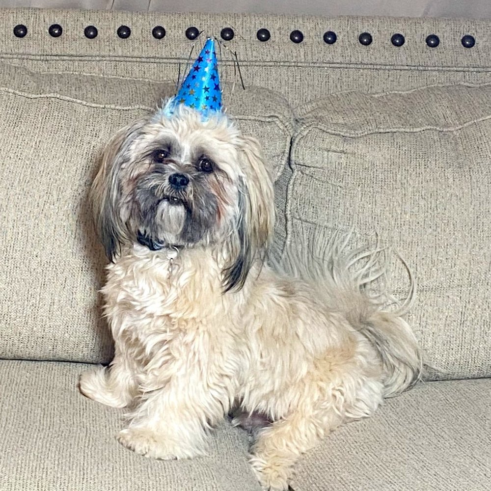 2 Dog Party Hats Pink and Blue for Small Dogs